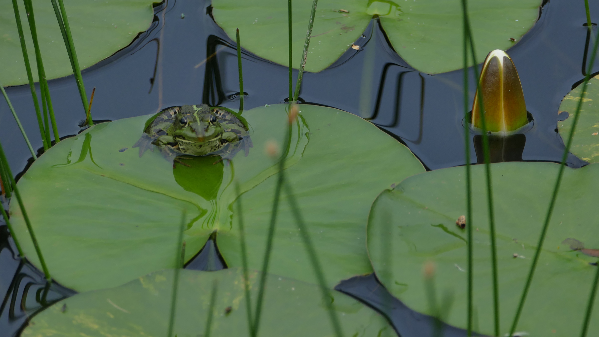 Frosch auf dem Seerosenblatt