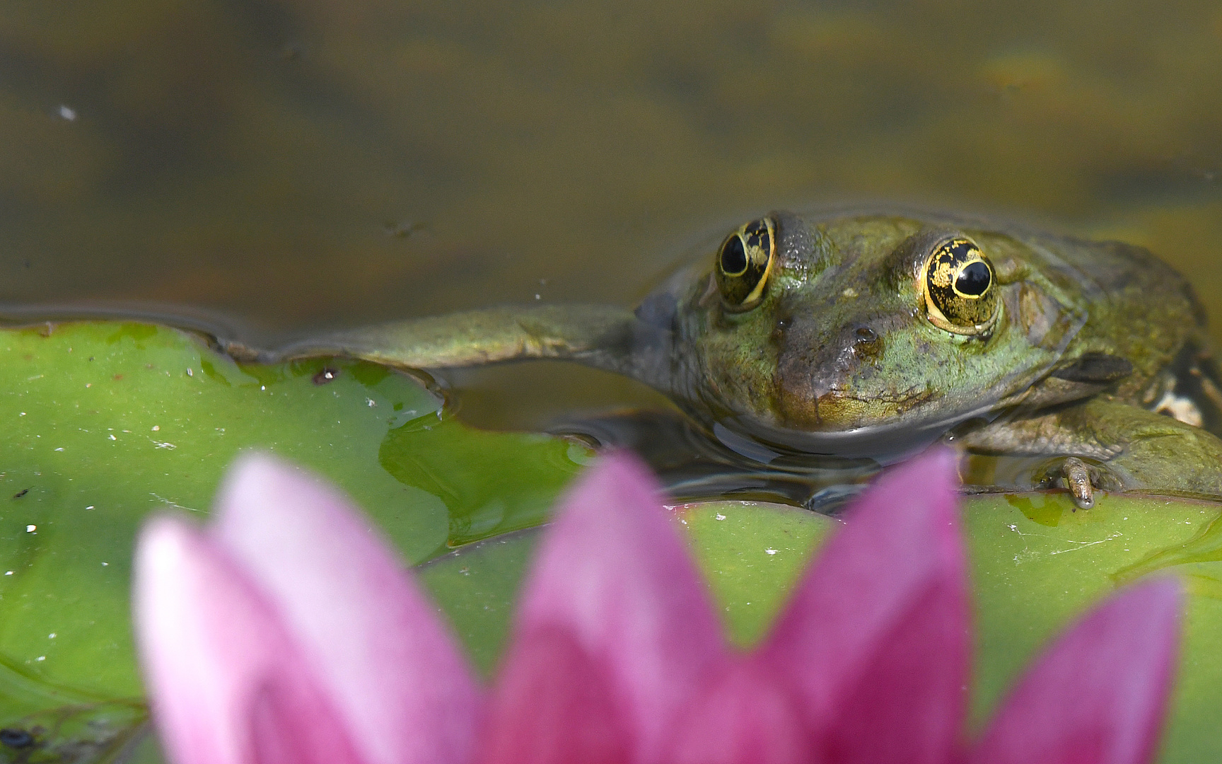 Frosch auf dem Weg zum Blumenhändler