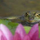 Frosch auf dem Weg zum Blumenhändler