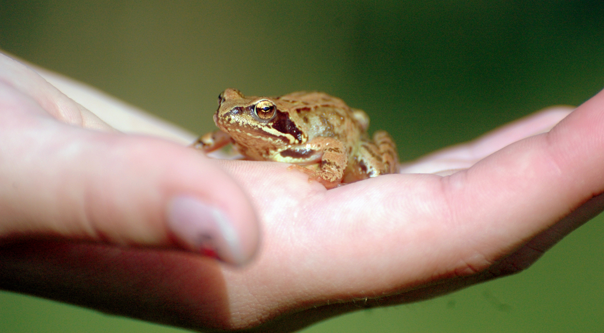 Frosch auf der Hand