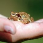 Frosch auf der Hand