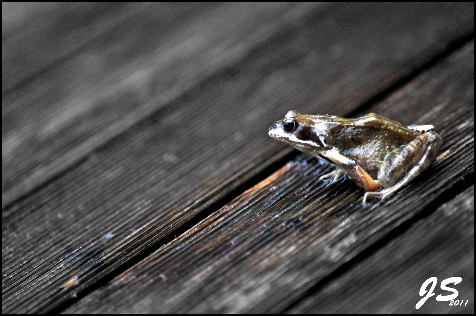 Frosch auf der Holzterasse