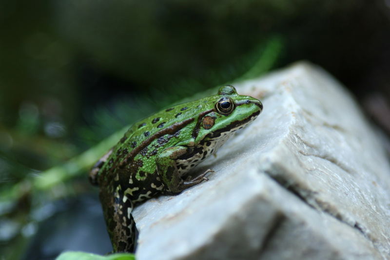 Frosch auf der Jagd