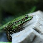 Frosch auf der Jagd