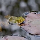 Frosch auf der Lauer