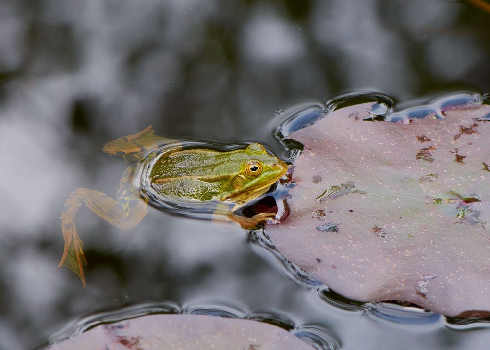 Frosch auf der Lauer