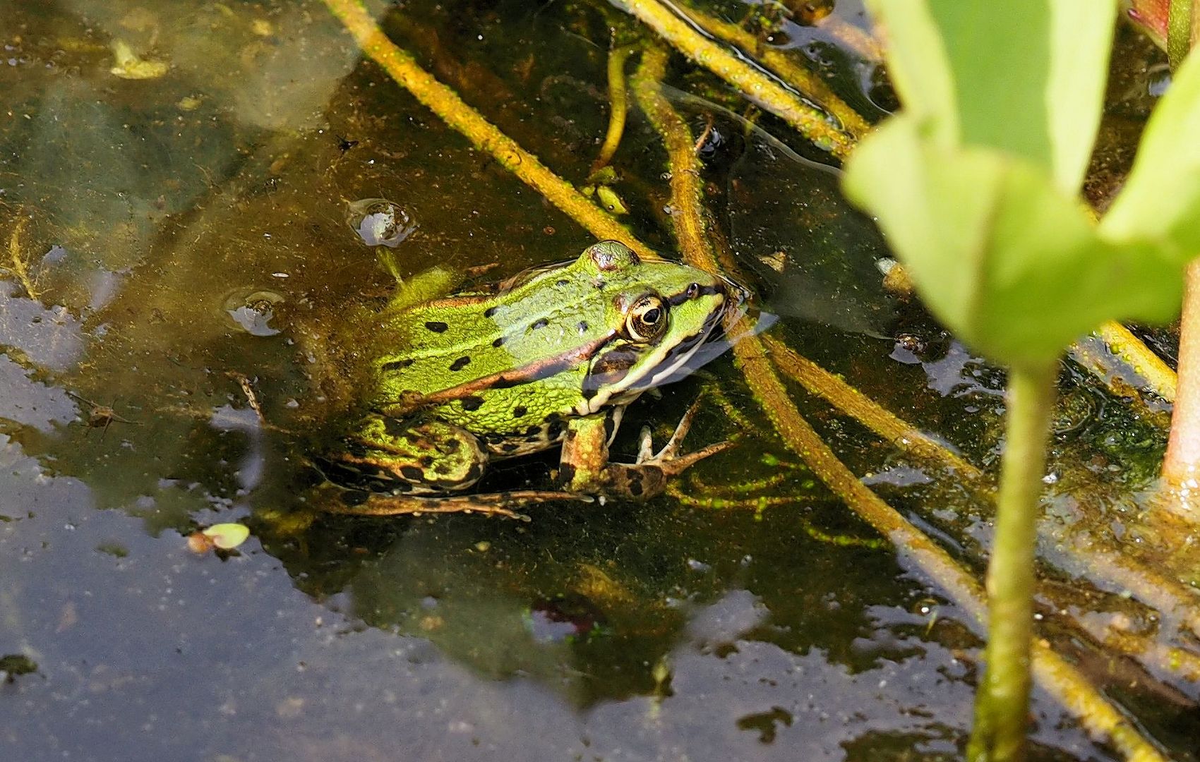 Frosch auf der Lauer ....