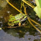 Frosch auf der Lauer ....