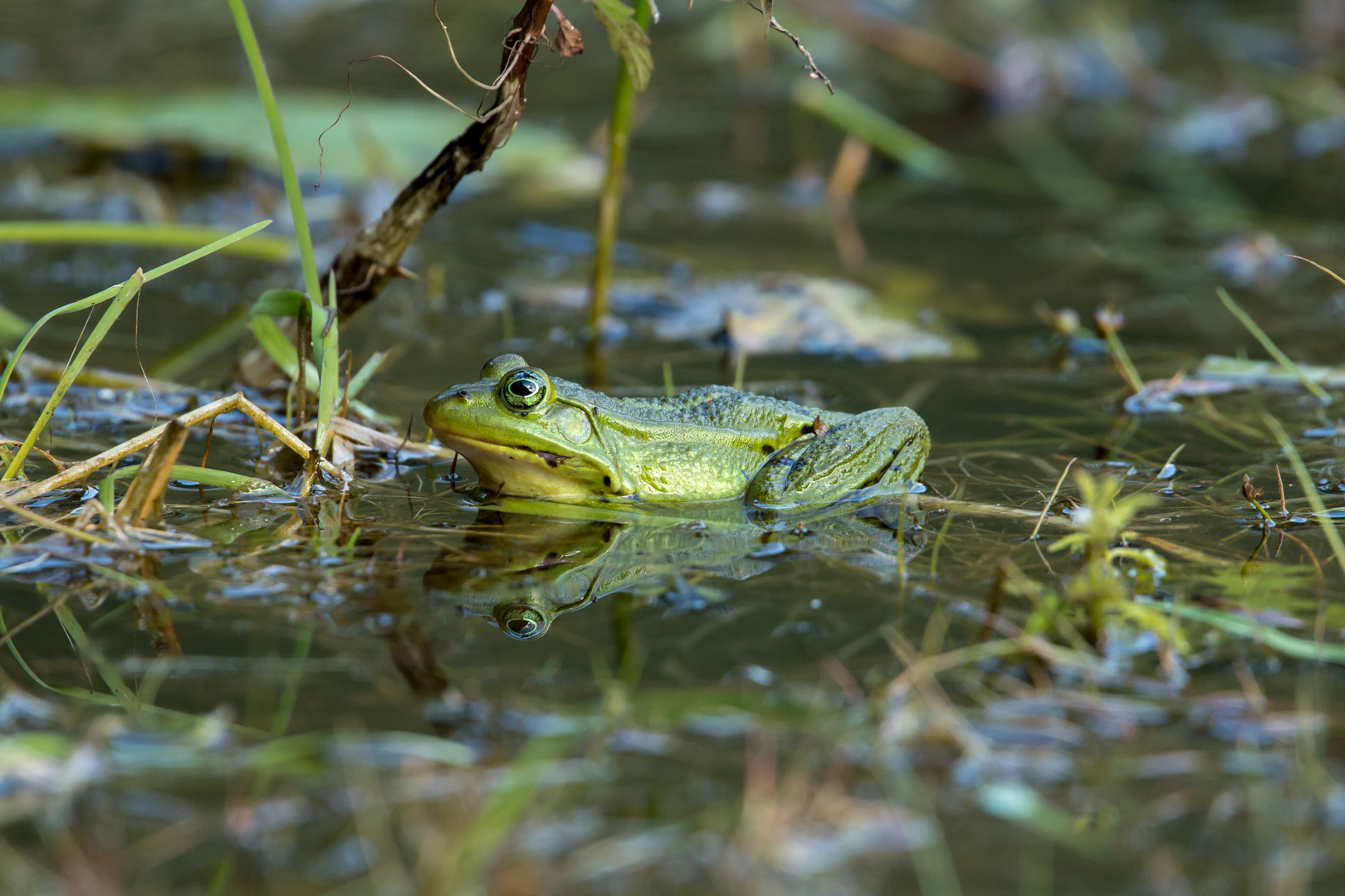 Frosch auf der Lauer