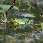 Frosch auf der Lauer