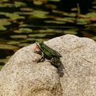 Frosch auf der Lauer - jedoch ohne Erfolg