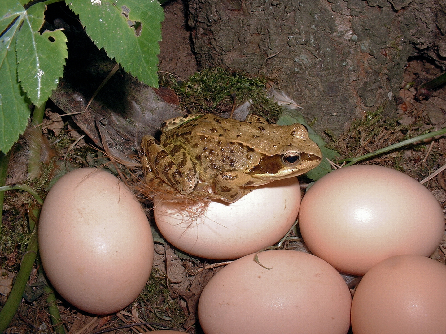 Frosch auf einem Ei