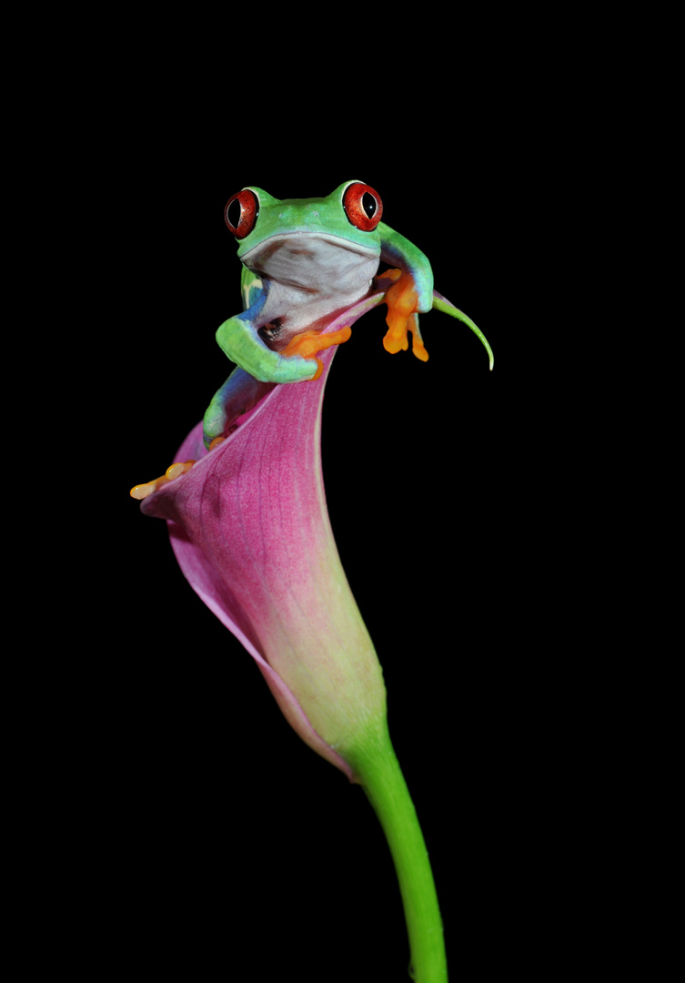 Frosch auf einer Calla