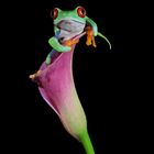 Frosch auf einer Calla