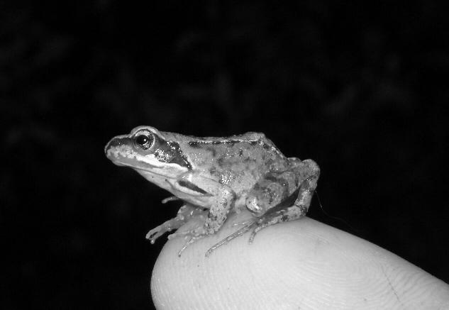 Frosch auf Finger