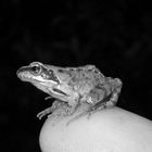 Frosch auf Finger