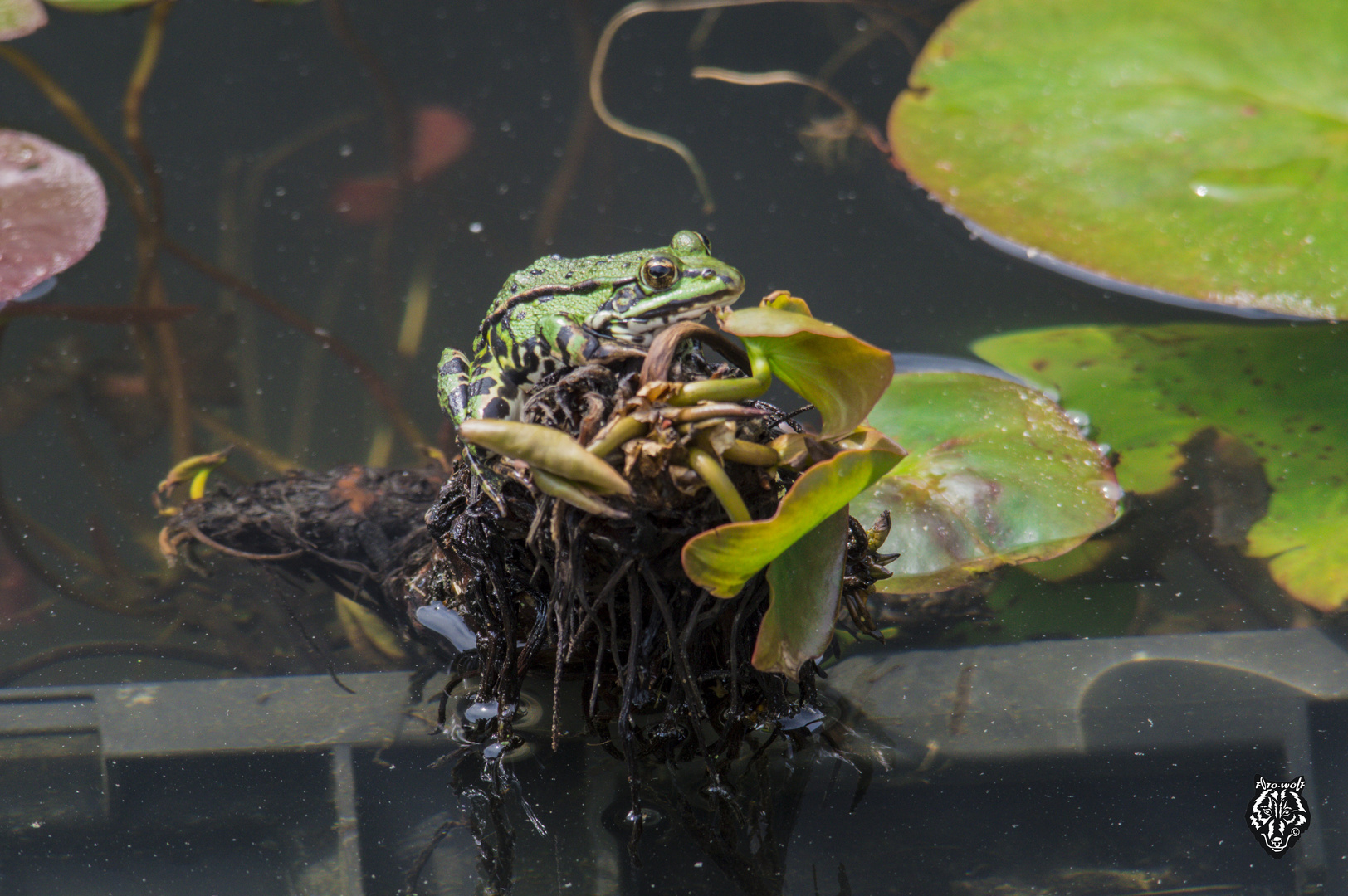 Frosch auf Futterstellung