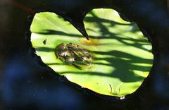 Frosch auf Herzblatt