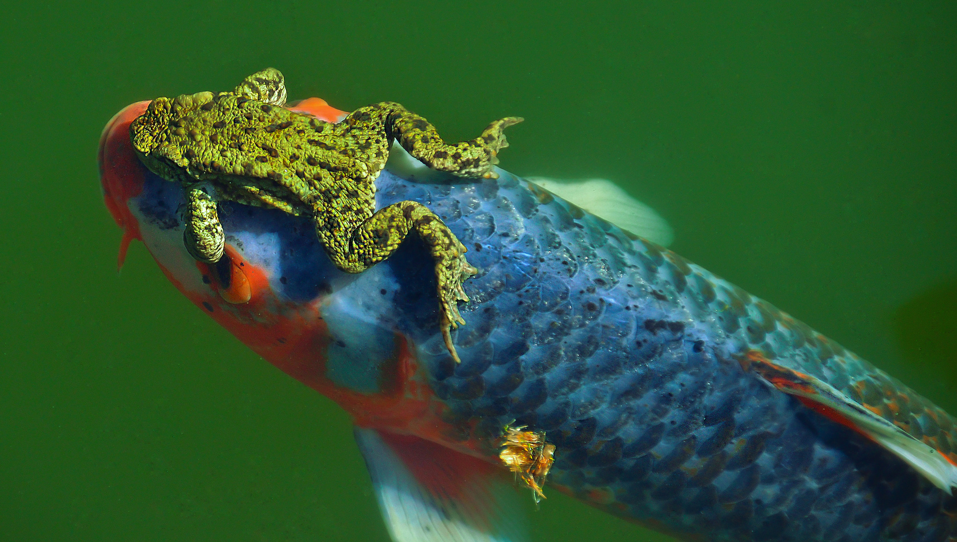 FroschaufKoi Foto & Bild wasser, natur, tiere Bilder auf