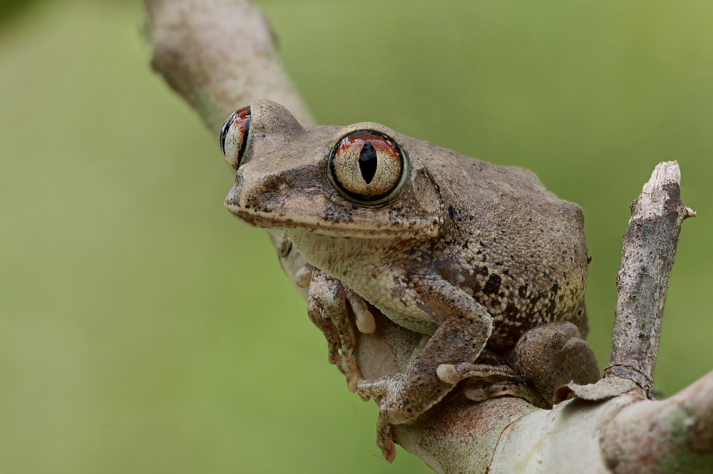 Frosch auf Lauer