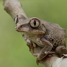 Frosch auf Lauer