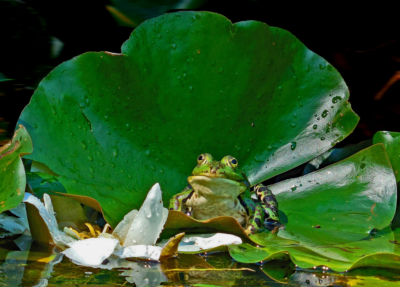 Frosch auf Logenplatz.....