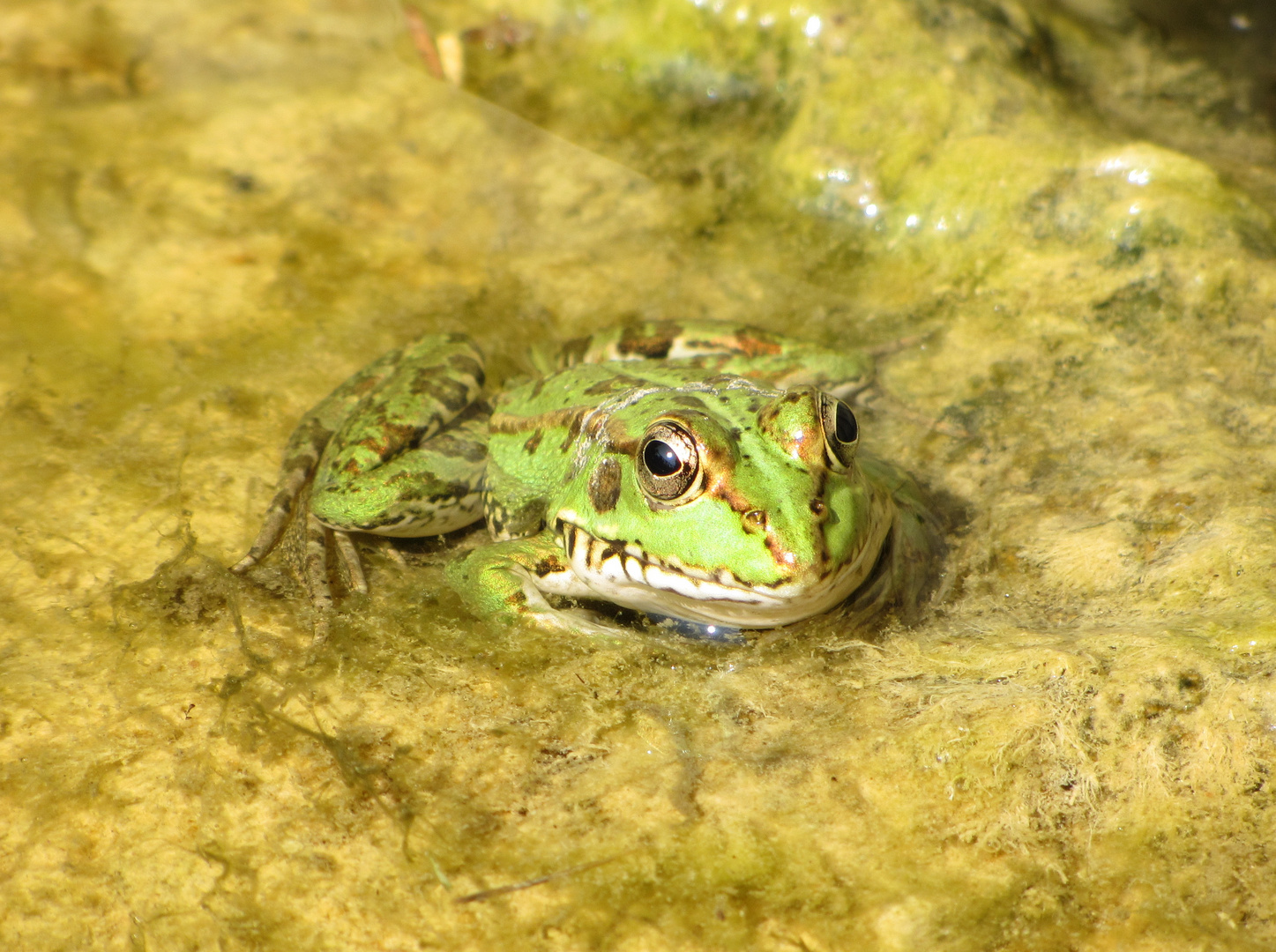 Frosch auf Mallorca