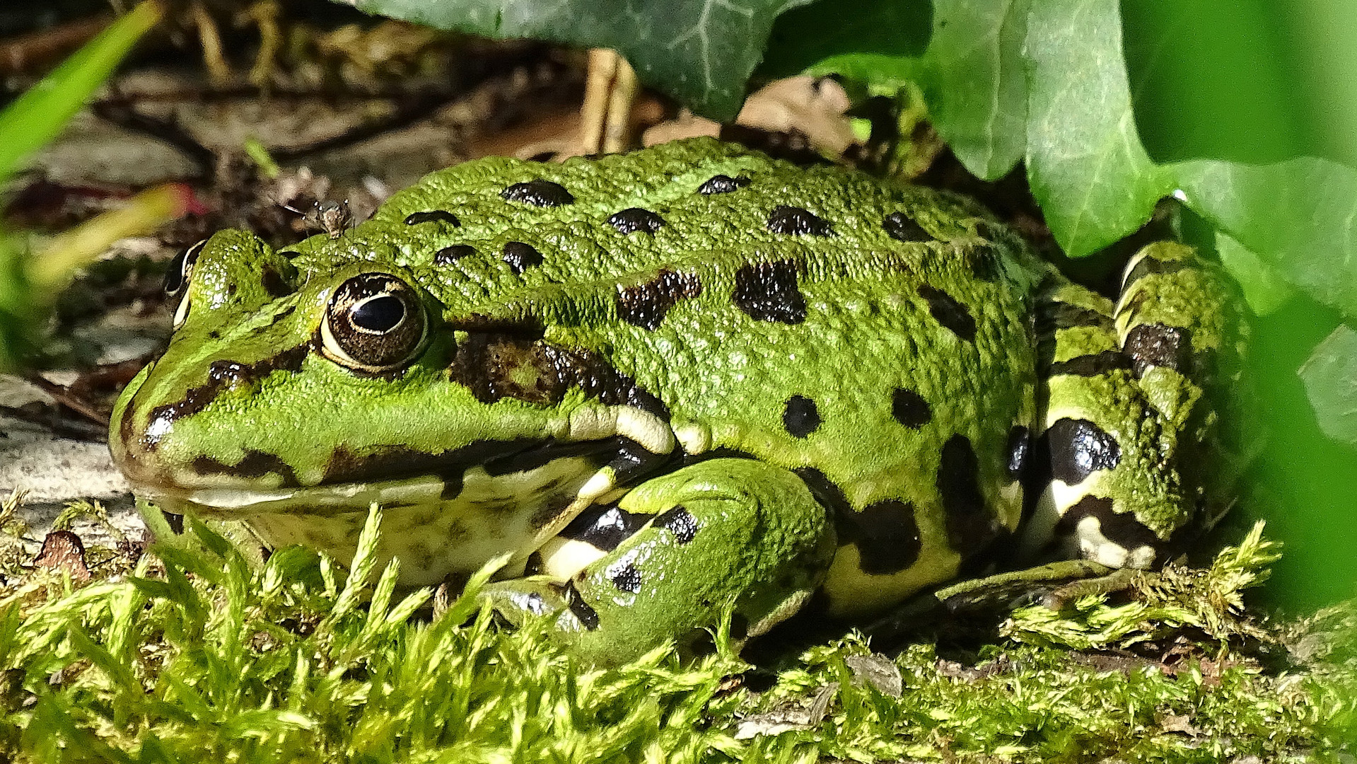 Frosch auf Moos