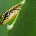 Frosch auf Nosy Nato