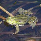 Frosch auf Partnersuche