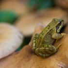 Frosch auf Pilz