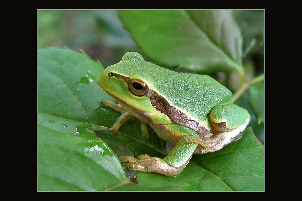 Frosch auf Rosenblatt