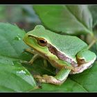 Frosch auf Rosenblatt