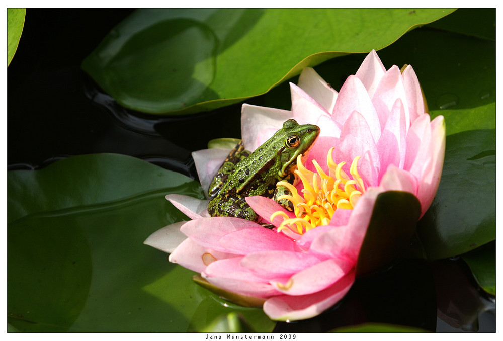 Frosch auf Seerose