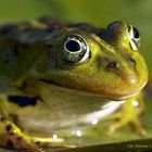 Frosch auf Seerose