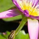 Frosch auf Seerose