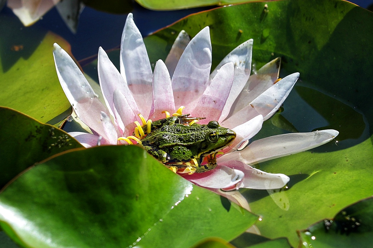 Frosch auf Seerose 