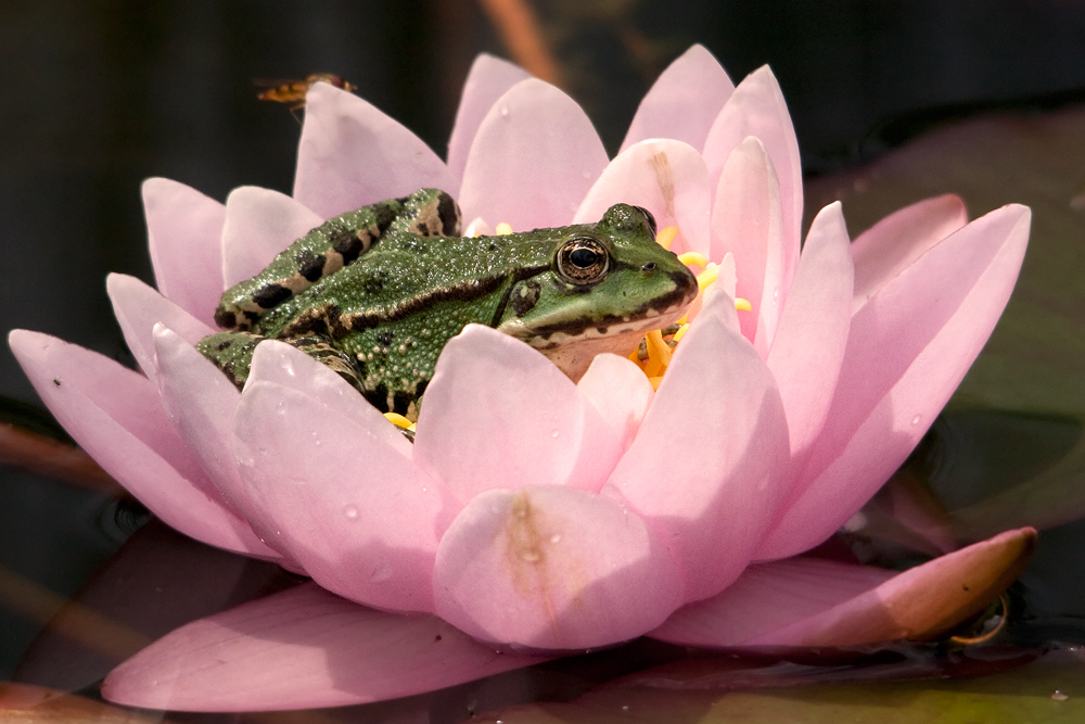 Frosch auf Seerose