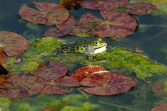 Frosch auf Seerosenblättern