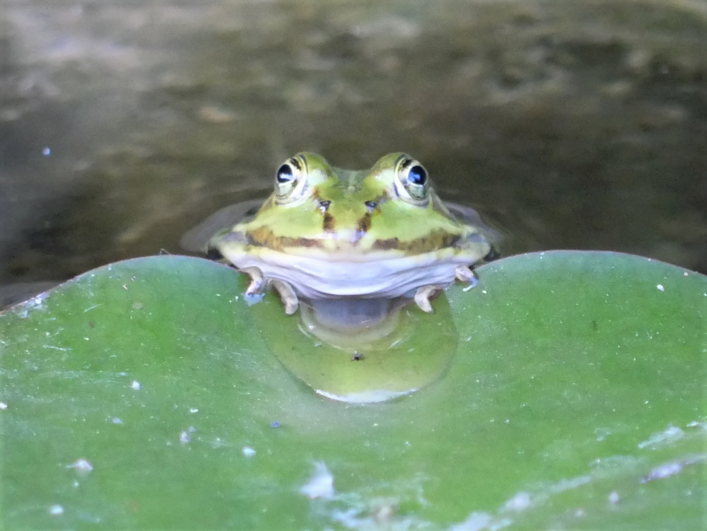 Frosch auf Seerosenblatt