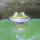 Frosch auf Seerosenblatt