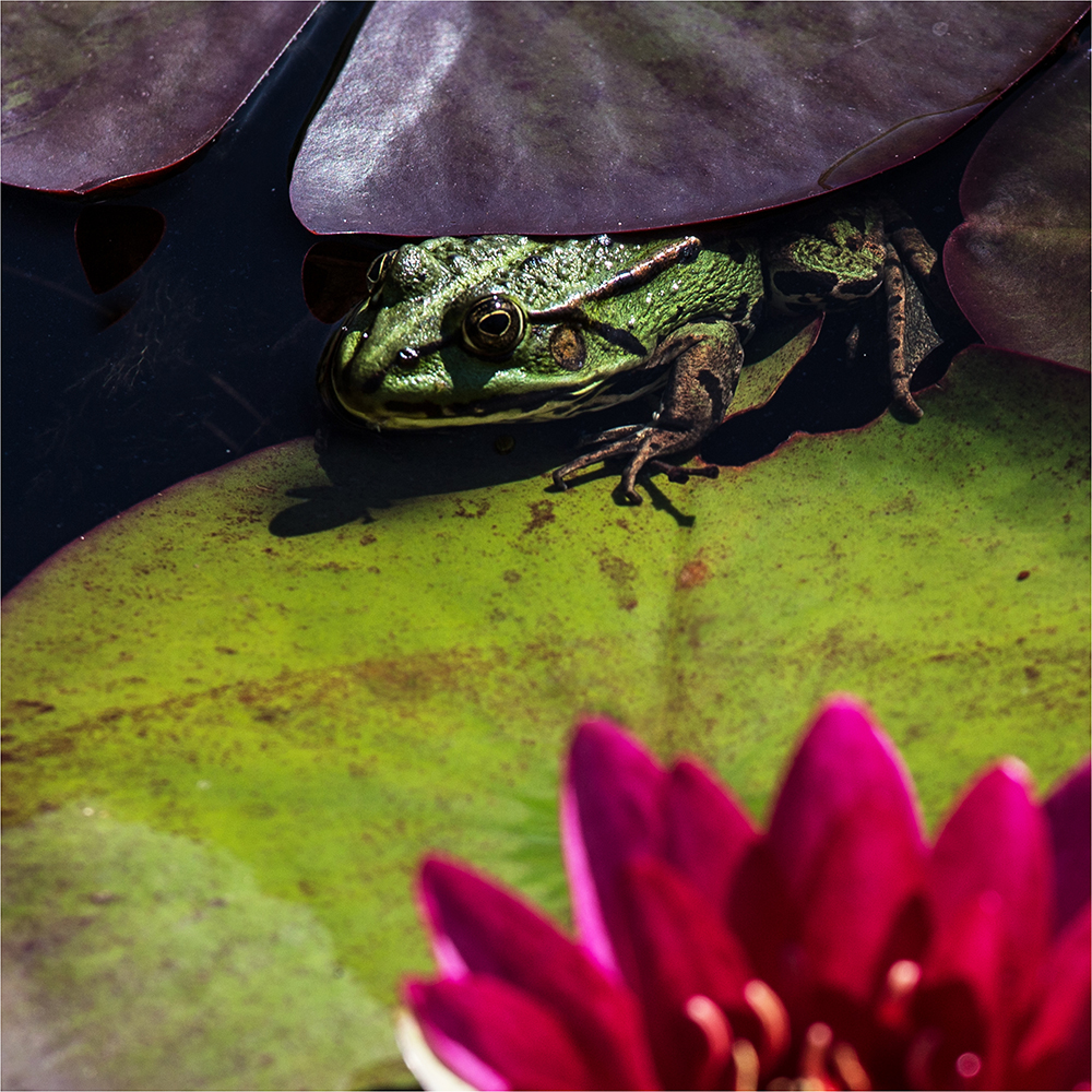 Frosch auf Seerosenblatt