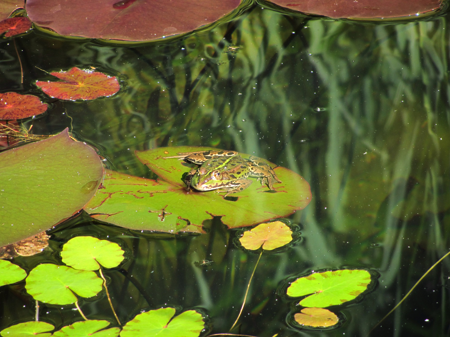 Frosch auf Seerosenblatt