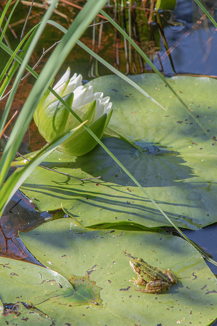 Frosch auf Seerosenblatt