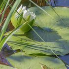 Frosch auf Seerosenblatt