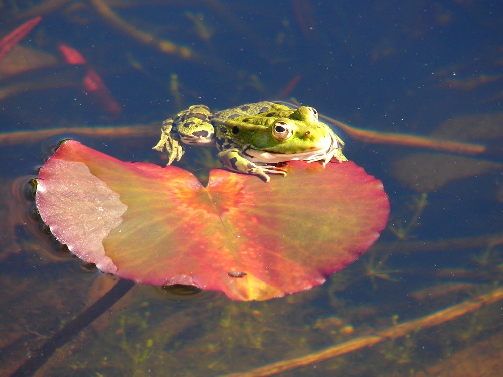 Frosch auf Seerosenblatt