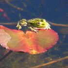 Frosch auf Seerosenblatt