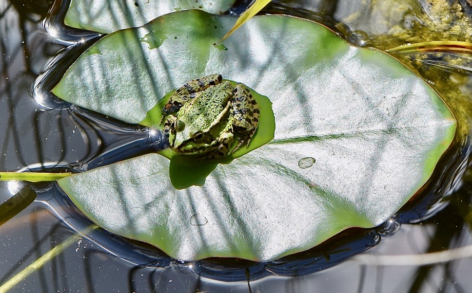 Frosch auf Seerosenblatt