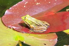 Frosch auf Seerosenblatt im Sonnenlicht