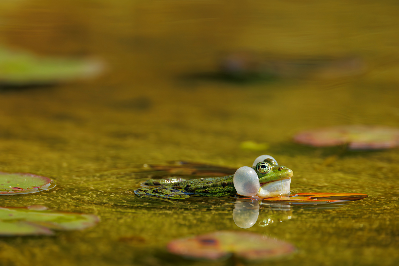 Frosch auf seiner Insel im Seerosenteich